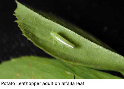 POTATO LEAFHOPPER